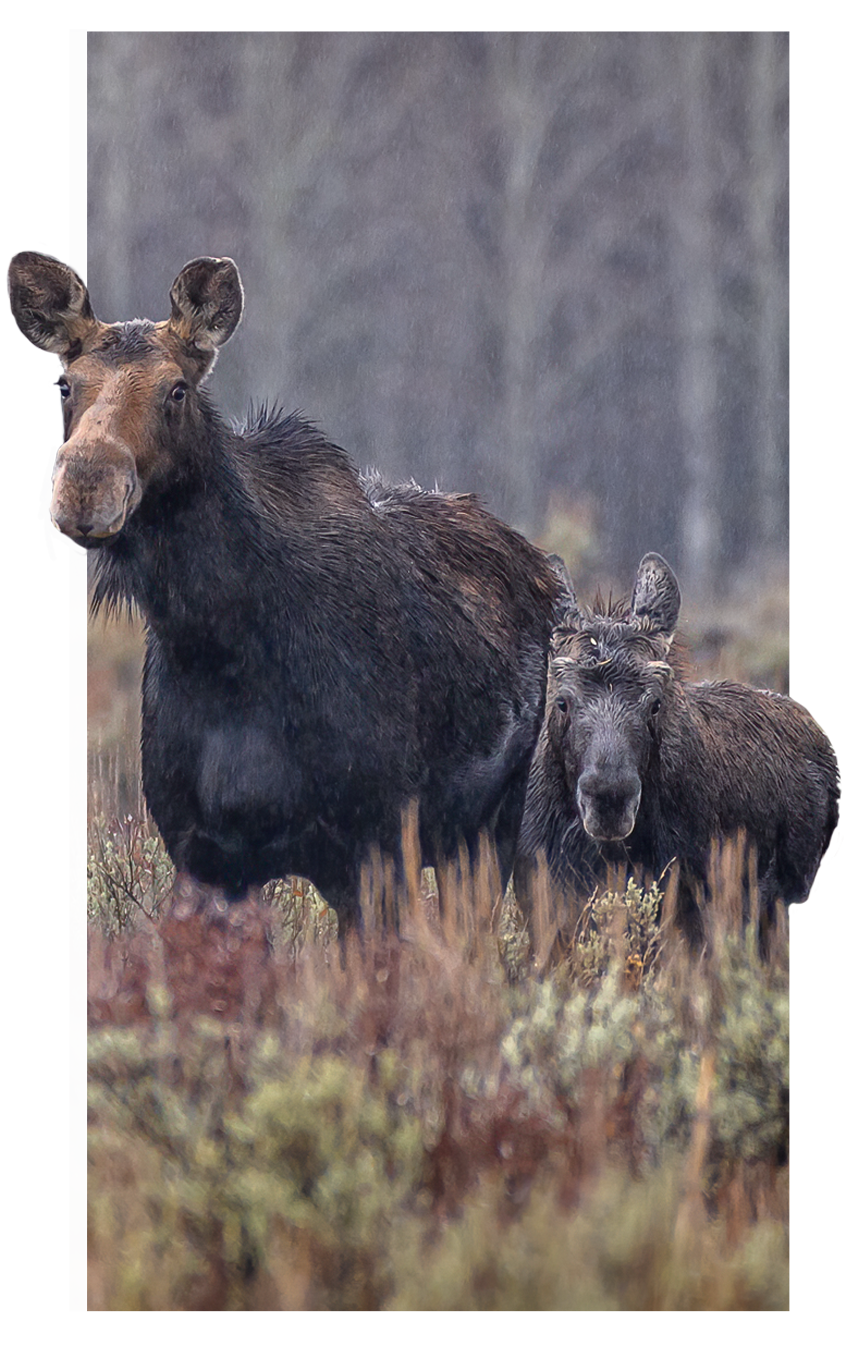 cow moose and calf stading in a forest 